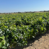 Finca segregada  de 5.500 m2 con viñedo en producción zona Venta Tocino 